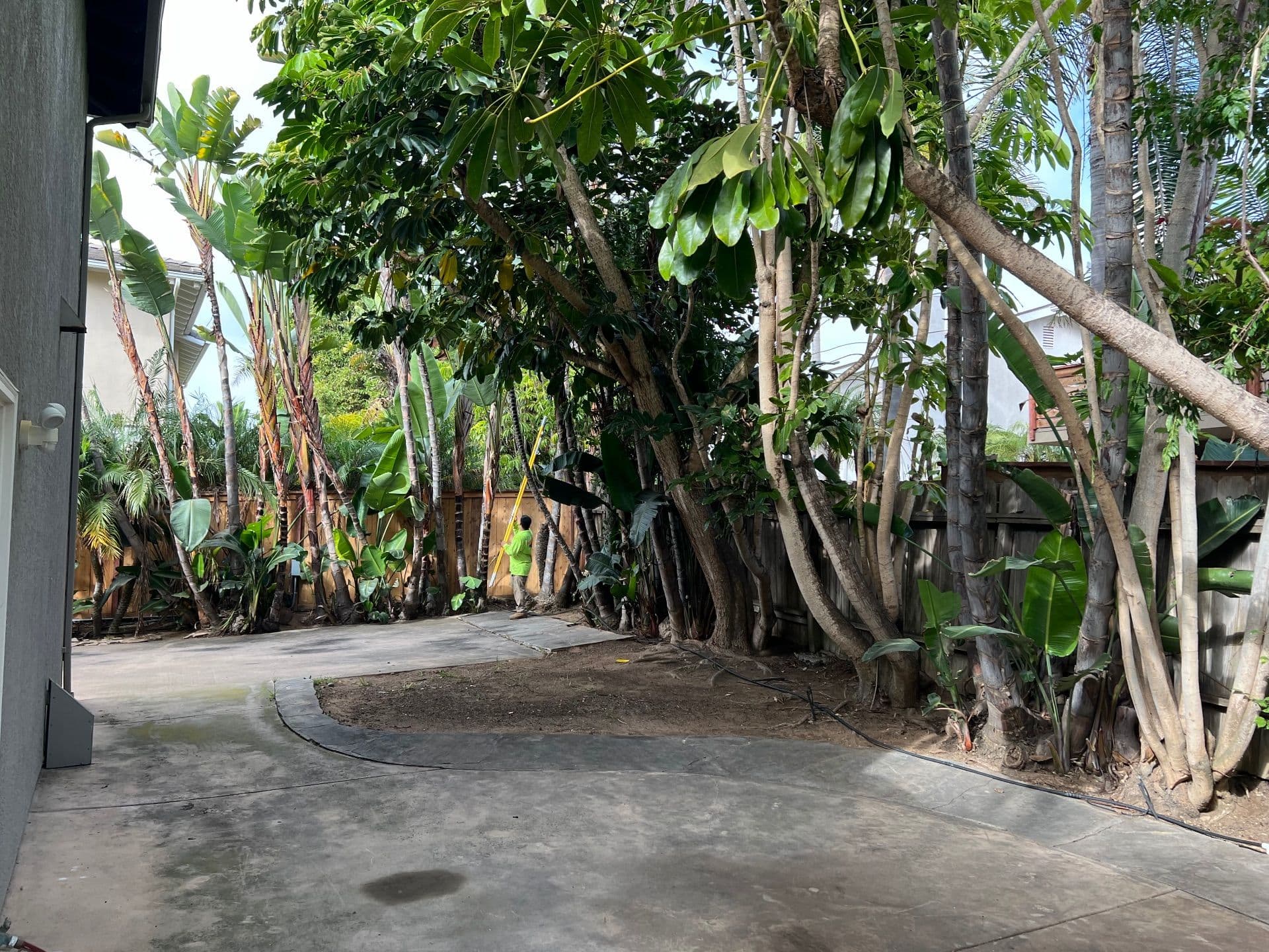 Yard Cleanup and Tree Trimming in Encinitas