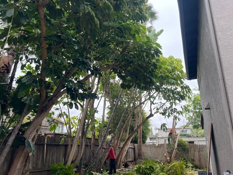 Backyard Space Expansion with Tree Removal in Encinitas
